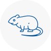 Rat Control Westhoughton