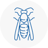 Westhoughton Wasp Nest Removal